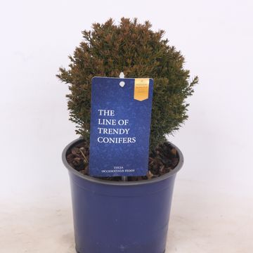 Thuja occidentalis 'Teddy'