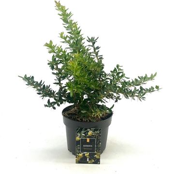 Berberis x frikartii 'Amstelveen'
