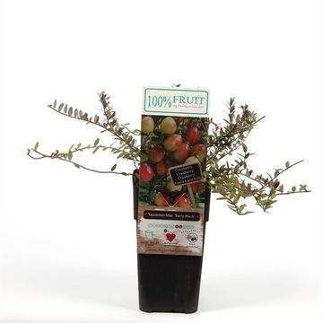 Vaccinium macrocarpon 'Early Black'