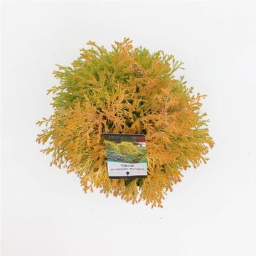 Thuja occidentalis 'Rheingold'