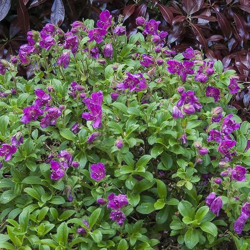 Rhododendron camtschaticum