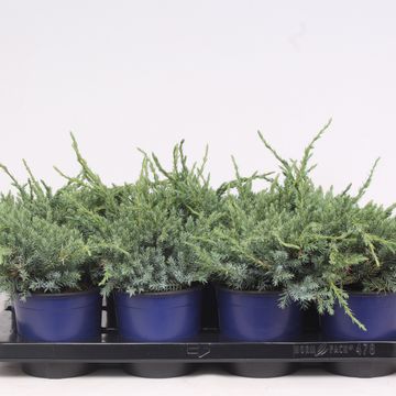 Juniperus squamata 'Blue Carpet'