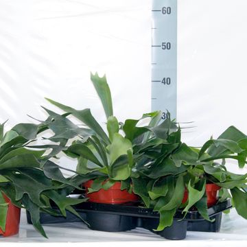 Platycerium alcicorne