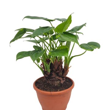 Alocasia cucullata