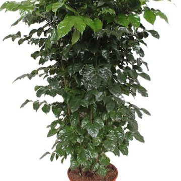 Radermachera hainanensis