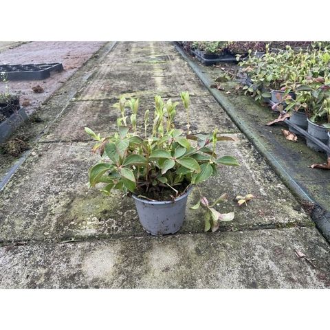 Cornus canadensis