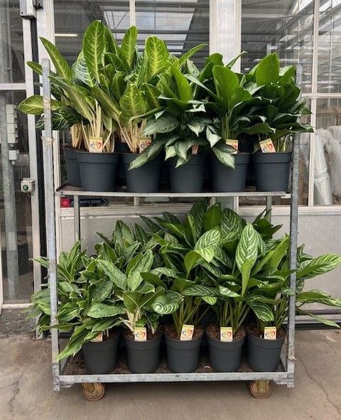 Aglaonema MIX