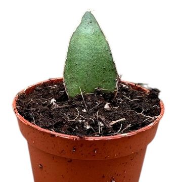 Sansevieria 'Tower Gray'