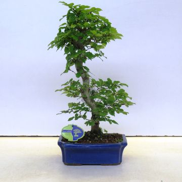 Carpinus japonica