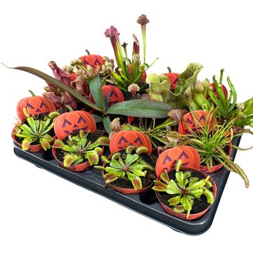 Plantes carnivores MIX