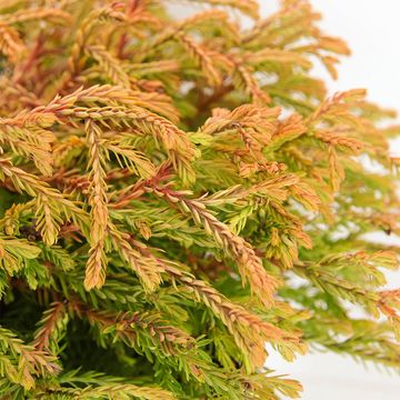 Thuja occidentalis 'Golden Tuffet'