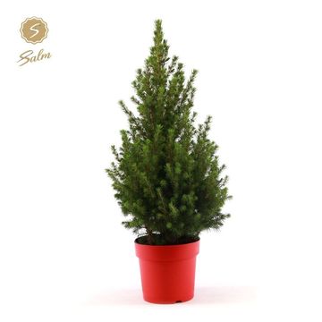 Picea glauca DECEMBER