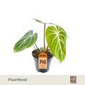Philodendron gloriosum 'Zebra'