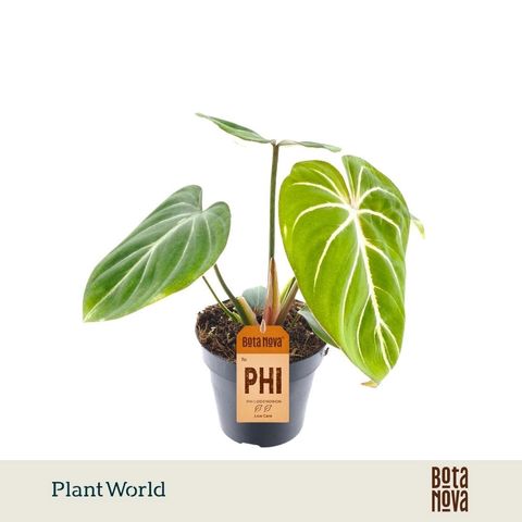 Philodendron gloriosum 'Zebra'