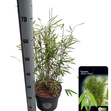 Fargesia nitida 'Black Pearl'