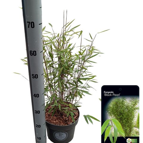 Fargesia nitida 'Black Pearl'