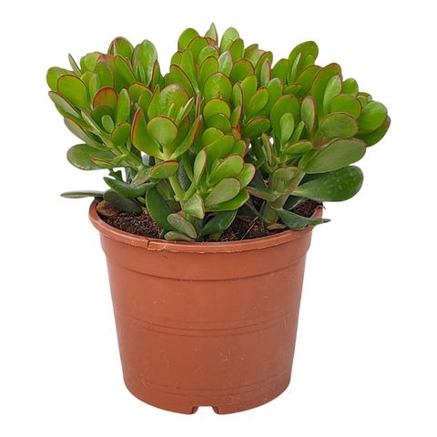 Crassula portulacea