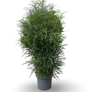 Frangula alnus FINE LINE