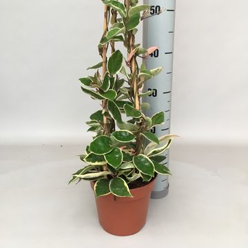 Hoya carnosa 'Krimson Queen'