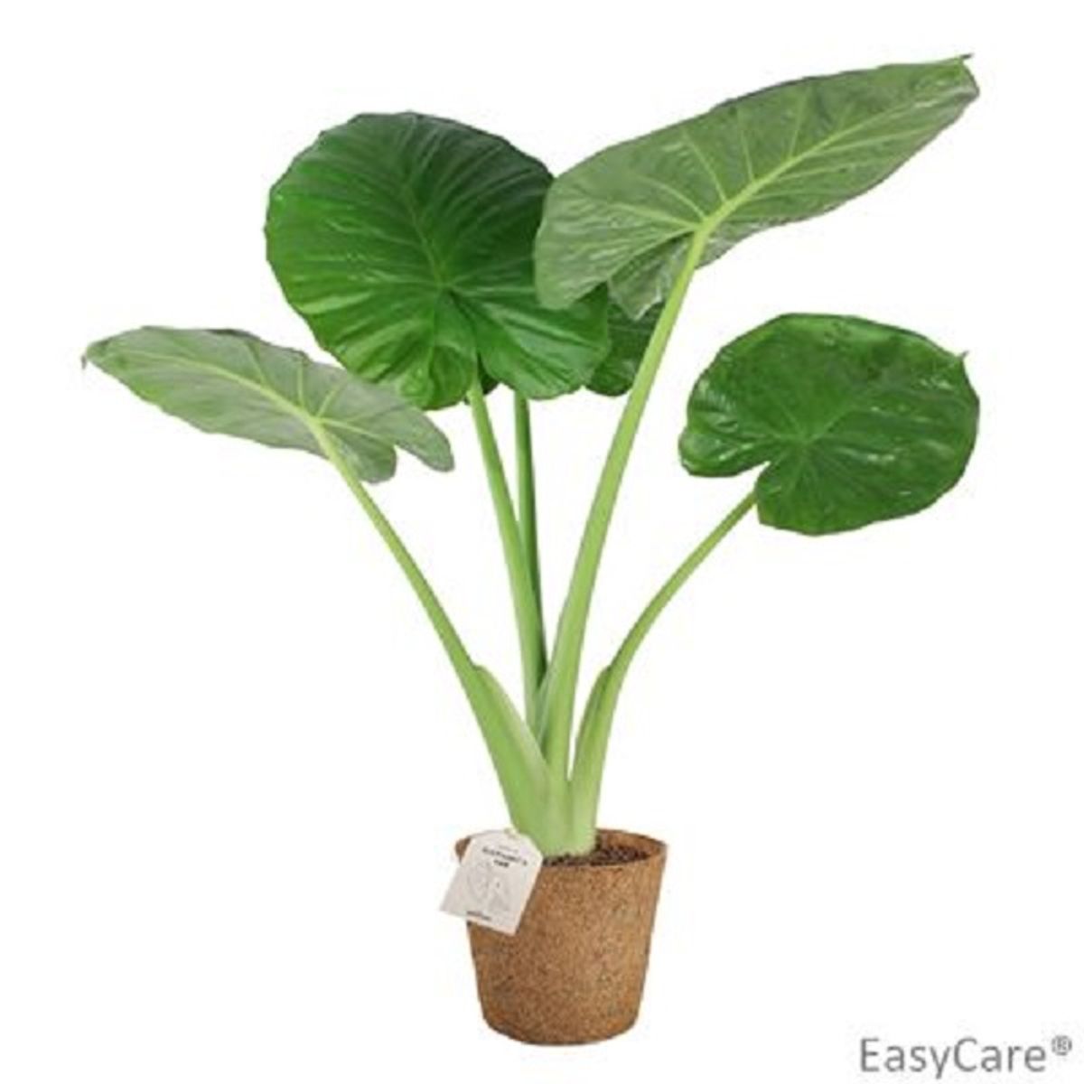 Alocasia 'Calidora' — Plant Wholesale FlorAccess