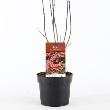 Acer palmatum 'Atropurpureum'