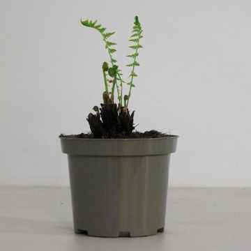Matteuccia struthiopteris