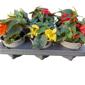 Begonia boliviensis BEAUVILIA MIX