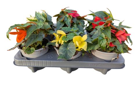 Begonia boliviensis BEAUVILIA MIX