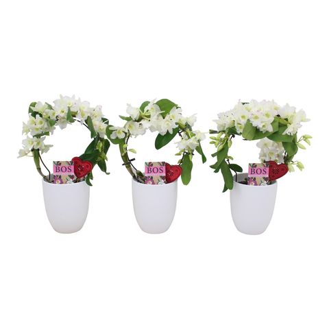 Dendrobium nobile STAR CLASS WHITE