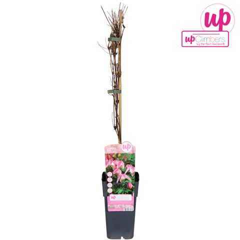 Clematis 'Pink Flamingo' (A)