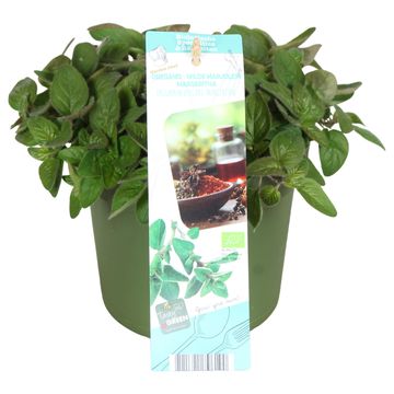 Origanum vulgare 'Margeritha'