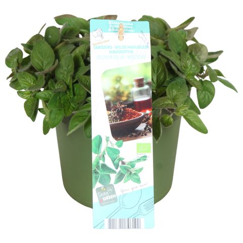Origanum vulgare 'Margeritha'