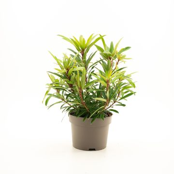 Rhododendron 'Graziella'