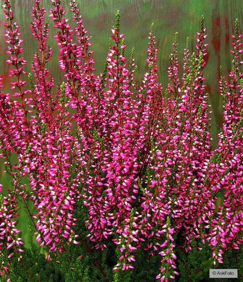 Calluna vulgaris GARDEN GIRLS ATHENE