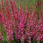 Calluna vulgaris GARDEN GIRLS ATHENE