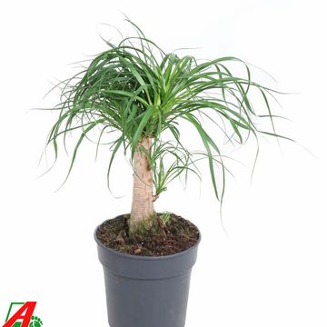 Beaucarnea recurvata