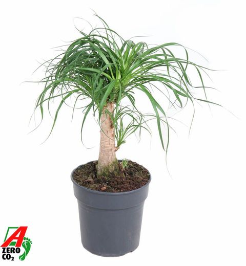 Beaucarnea recurvata