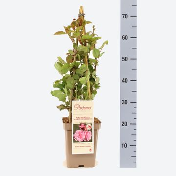 Rosa ROSENGRÄFIN MARIE HENRIETTE