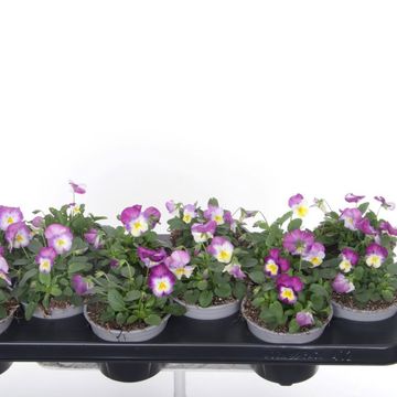 Viola PENNY PRO PINK FACE