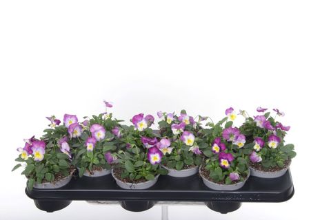 Viola PENNY PRO PINK FACE