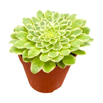 Aeonium 'Emerald Ice'