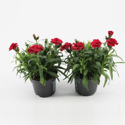 Dianthus OSCAR CHERRY