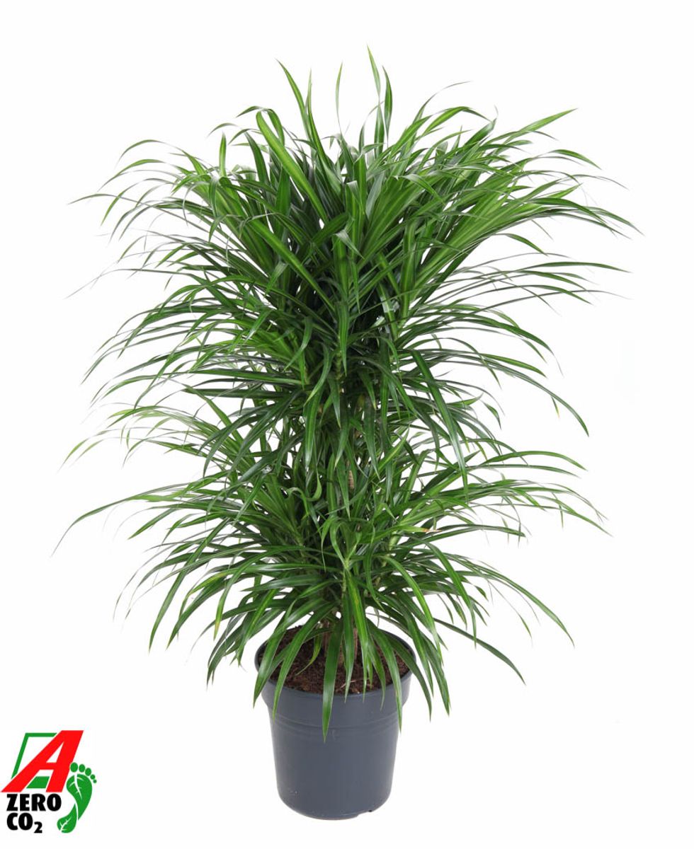 Dracaena reflexa 'Anita Variegata'  Plant Wholesale FlorAccess
