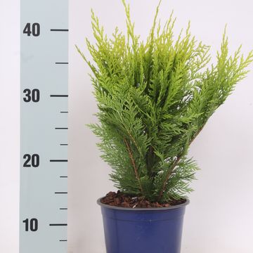 Chamaecyparis lawsoniana 'Stardust'