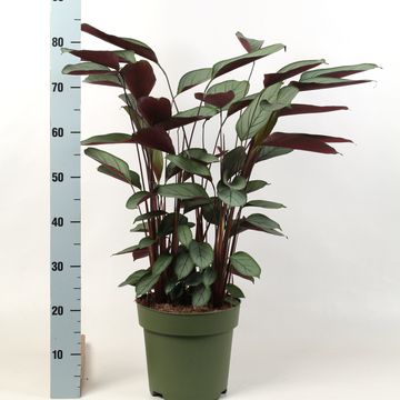 Ctenanthe setosa 'Compactstar'