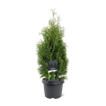 Thuja occidentalis 'Holmstrup'