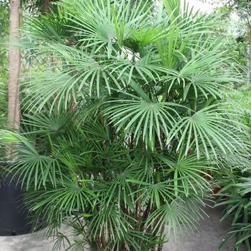Rhapis humilis