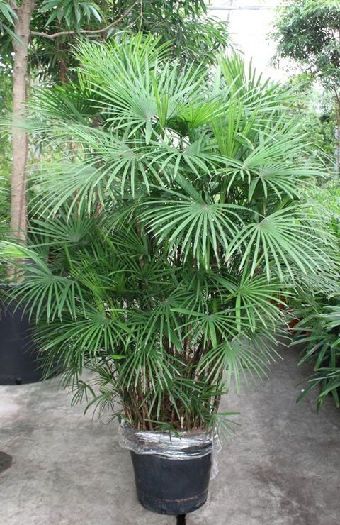 Rhapis humilis