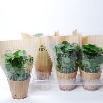 Centella asiatica 'Lucky Leaves'
