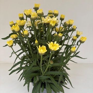 Leucanthemum BROADWAY LIGHTS